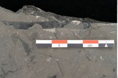 Foto (Detailansicht) von Dictyophyllum obtusilobum Sch. (NHMW-GEO-2024-0188-10505)